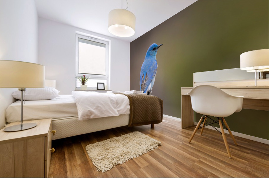 Male Mountain Bluebird Mural print