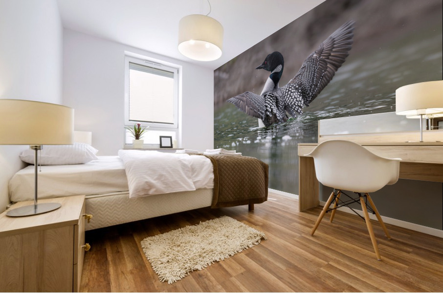 Common Loon Mural print