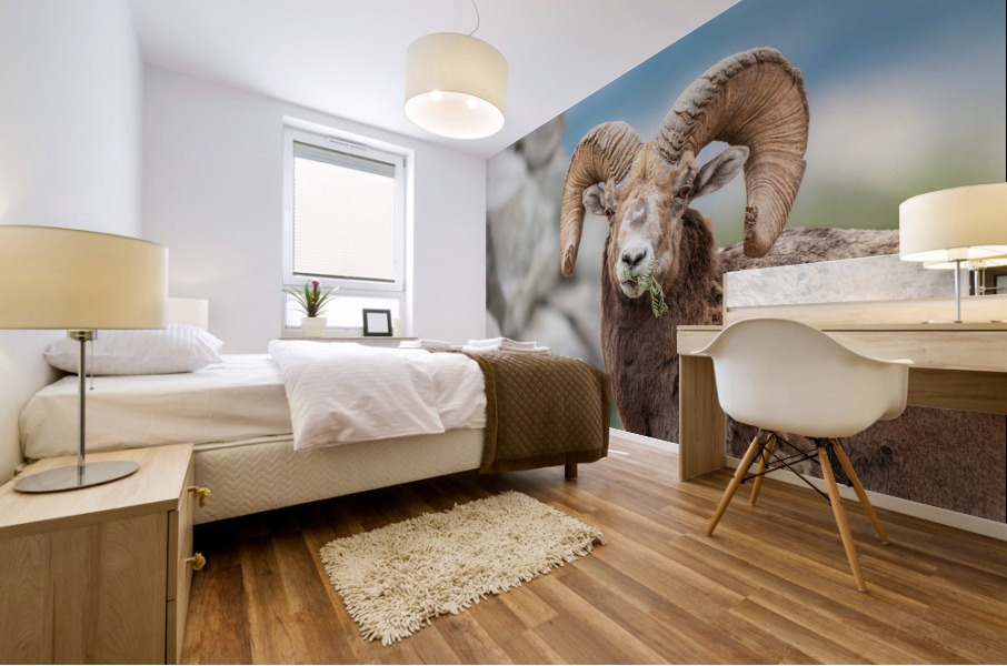 Bighorn Ram Mural print