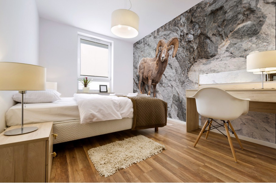 Bighorn Ram Mural print