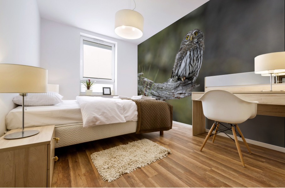 Northern Pygmy Owl Mural print
