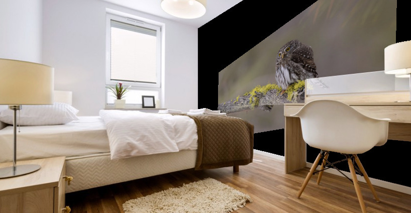 Northern Pygmy Owl Mural print