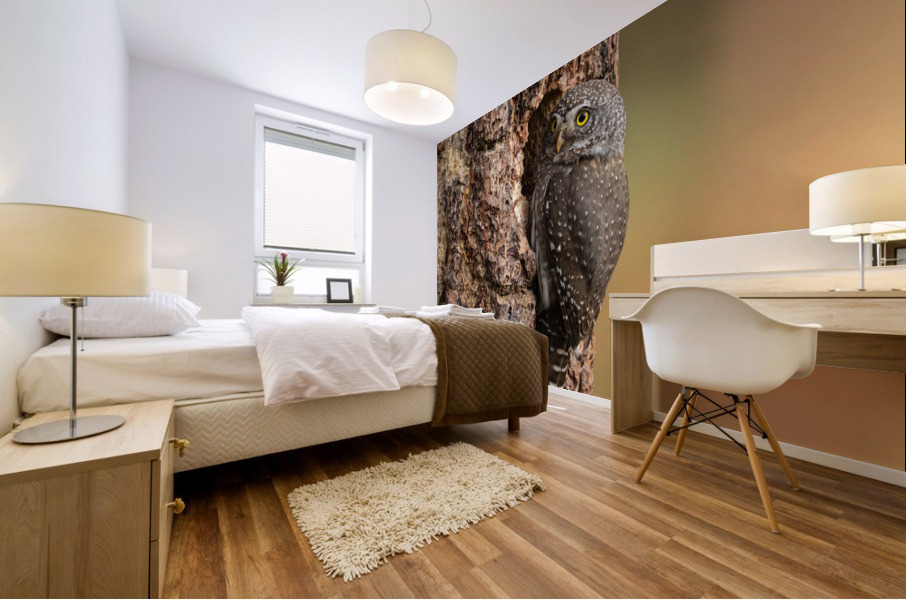 Northern Pygmy Owl Mural print