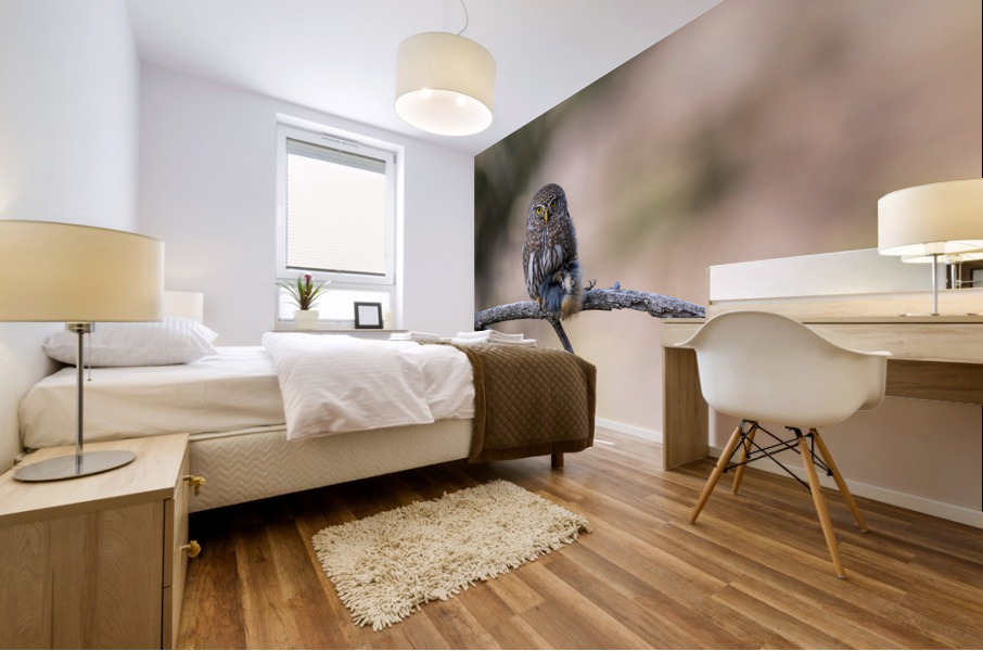Northern Pygmy Owl Mural print