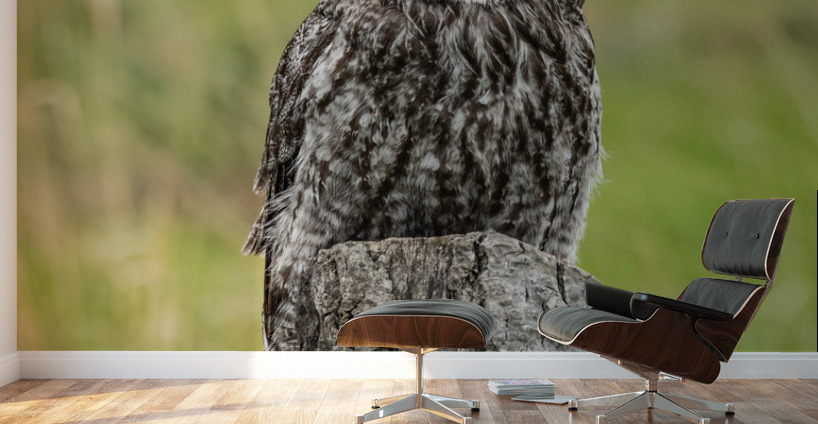 Great Gray Owl Wall Murals