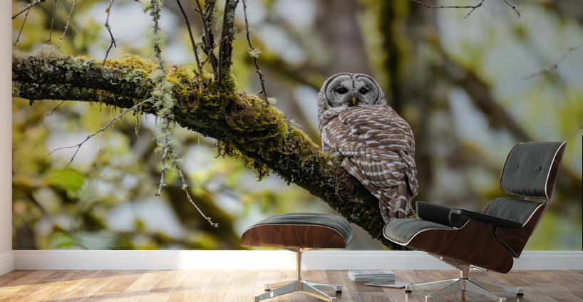 Barred Owl Wall Murals