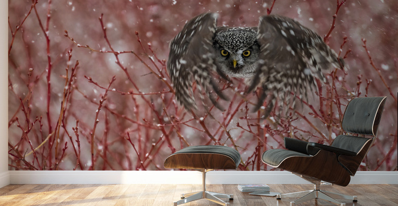 Northern Hawk Owl Wall Murals