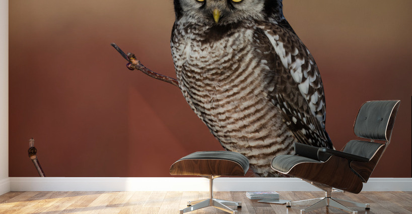Northern Hawk Owl Wall Murals