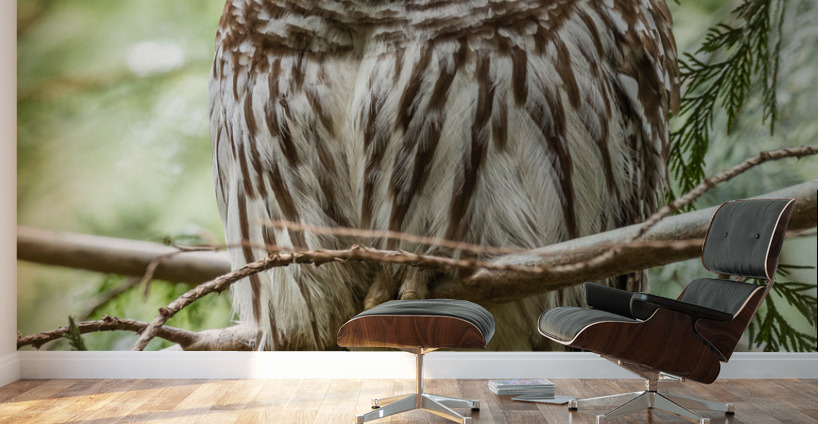 Barred Owl Wall Murals