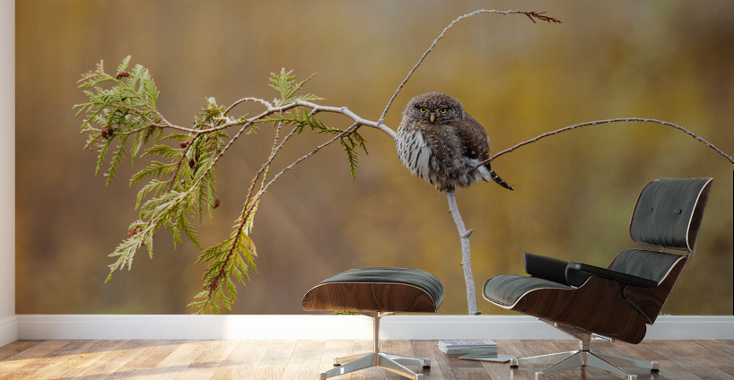 Northern Pygmy Owl Wall Murals
