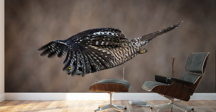 Northern Hawk Owl Wall Murals