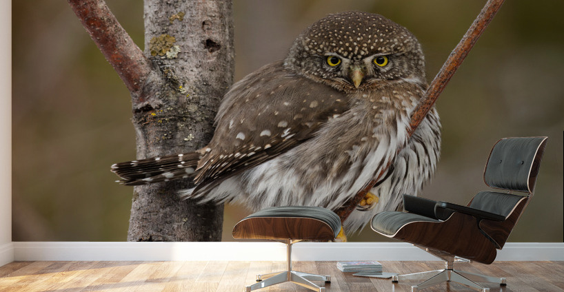 Northern Pygmy Owl Wall Murals