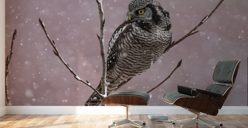Northern Hawk Owl Wall Murals