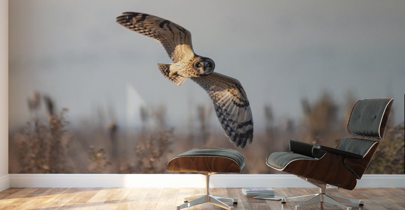Short-eared Owl Wall Murals