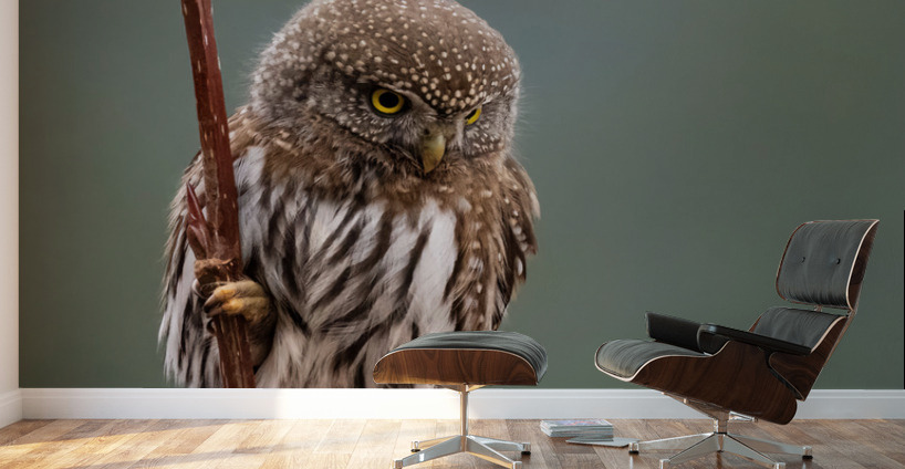 Northern Pygmy Owl Wall Murals