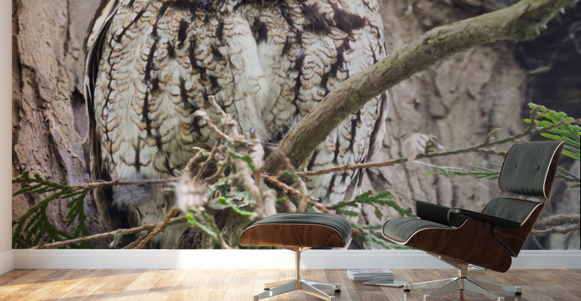 Western Screech Owl Wall Murals