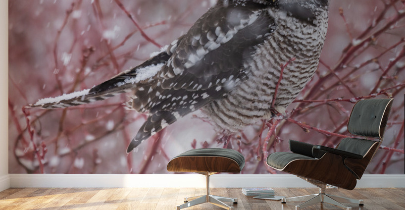 Northern Hawk Owl Wall Murals