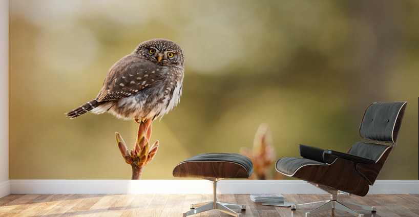 Northern Pygmy Owl Wall Murals