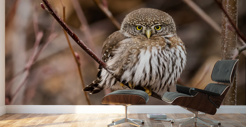 Northern Pygmy Owl Wall Murals