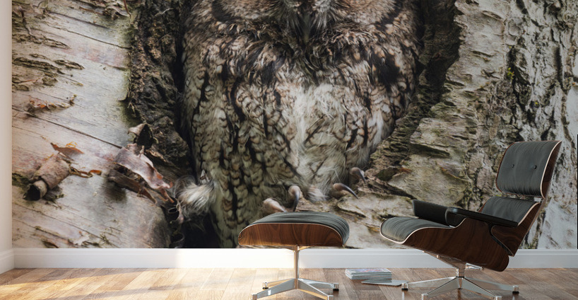 Western Screech Owl Wall Murals