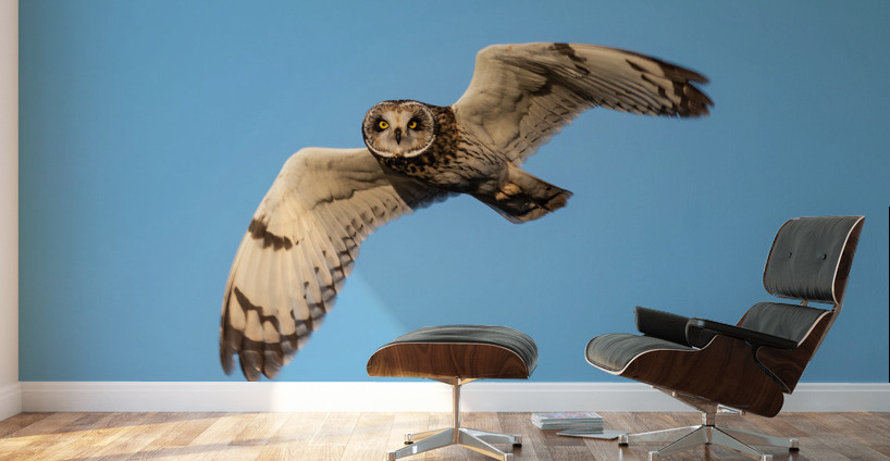 Short-eared Owl Wall Murals