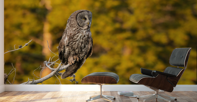 Great Gray Owl Wall Murals