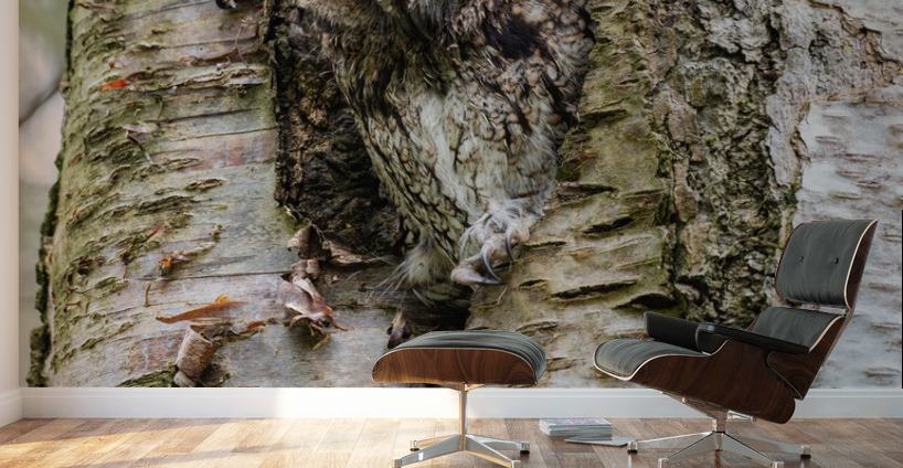 Western Screech Owl Wall Murals