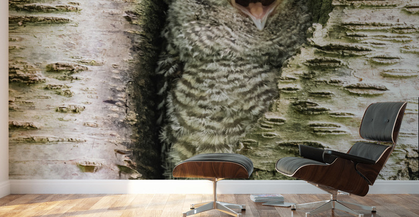 Western Screech Owlet Wall Murals