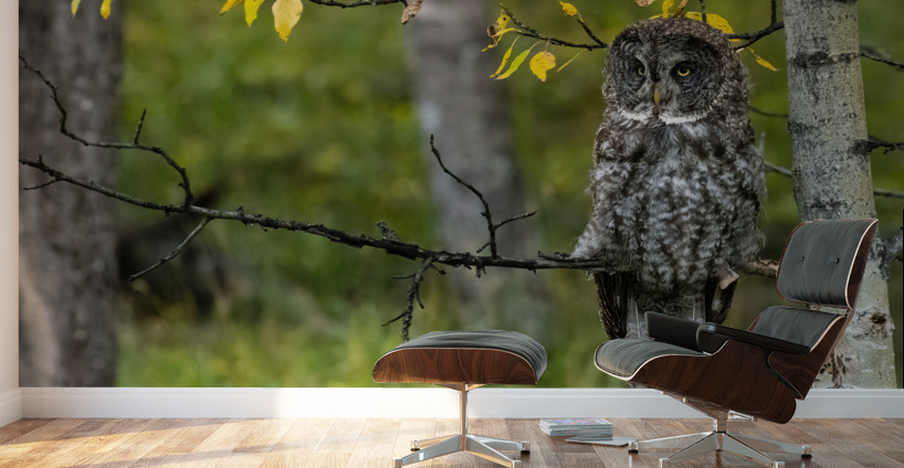 Great Gray Owl Wall Murals