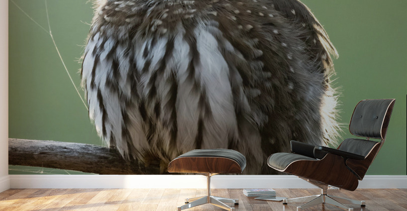 Northern Pygmy Owl Wall Murals
