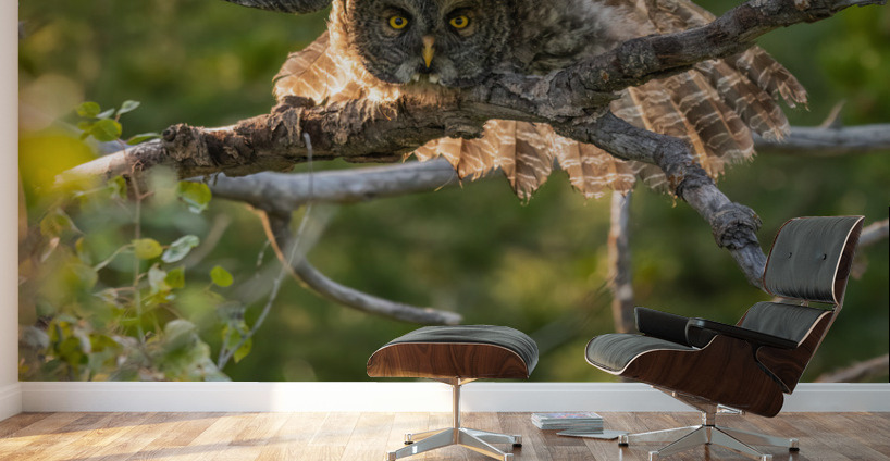 Great Gray Owlet Wall Murals