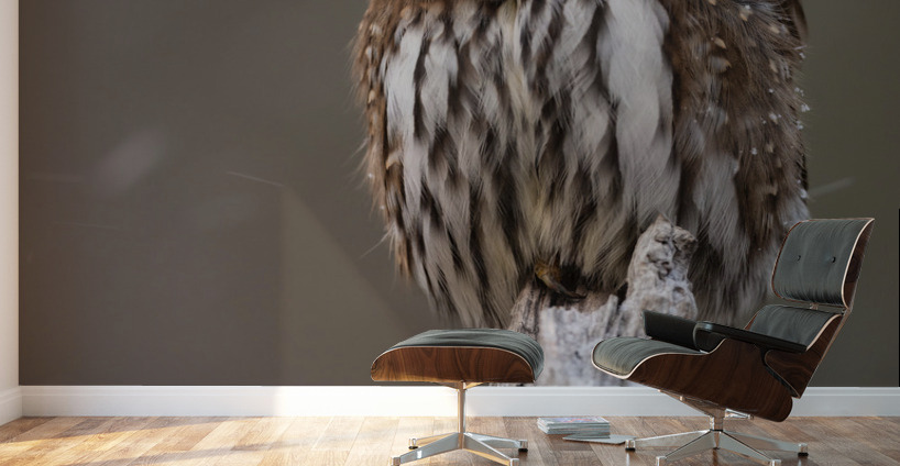 Northern Pygmy Owl Wall Murals