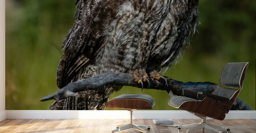 Great Gray Owl Wall Murals