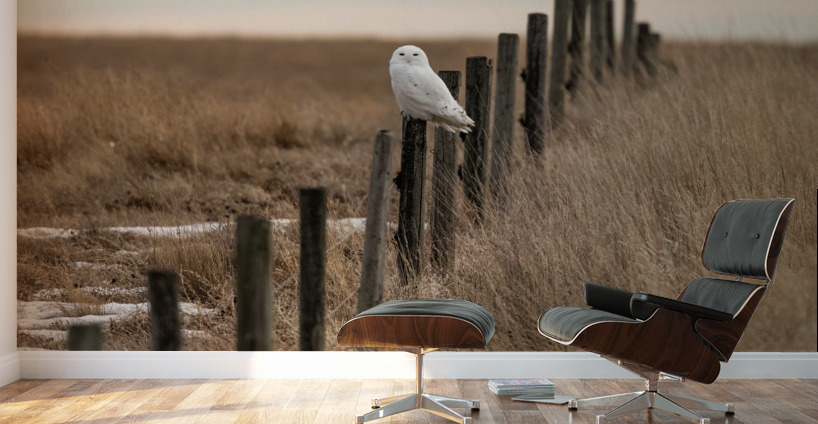 Snowy Owl Wall Murals