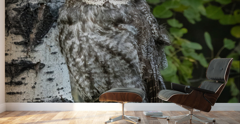 Great Gray Owl Wall Murals