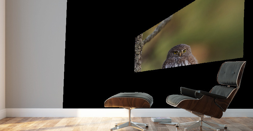 Northern Pygmy Owl Wall Murals