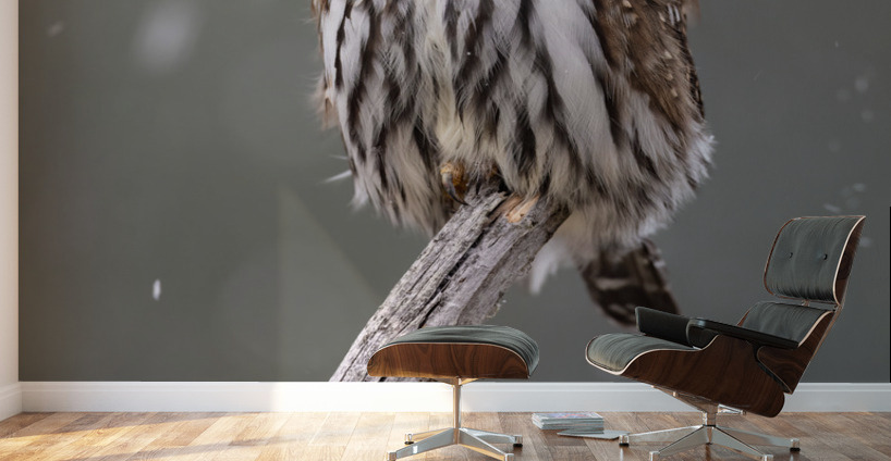 Northern Pygmy Owl Wall Murals