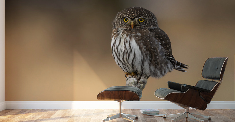 Northern Pygmy Owl Wall Murals