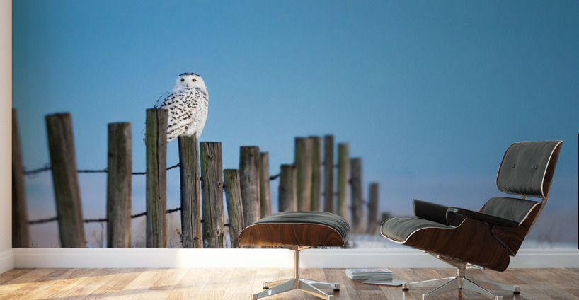 Snowy Owl Wall Murals