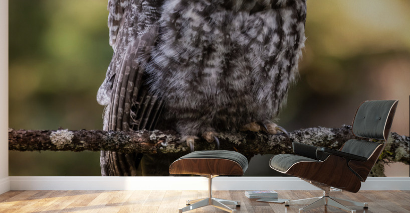 Great Gray Owlet Wall Murals