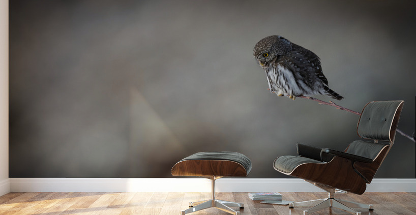 Northern Pygmy Owl Wall Murals
