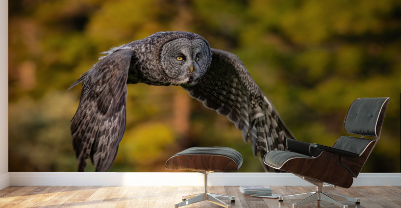 Great Gray Owl Wall Murals