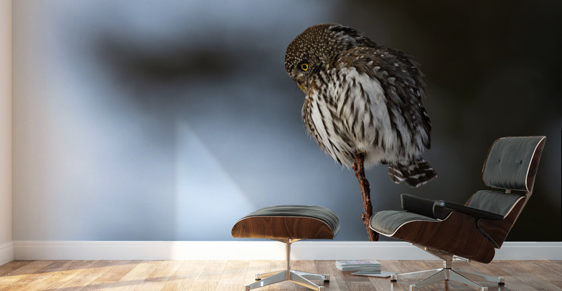 Northern Pygmy Owl Wall Murals