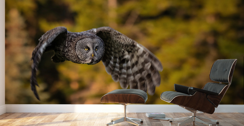 Great Gray Owl Wall Murals
