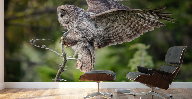 Great Gray Owl Wall Murals