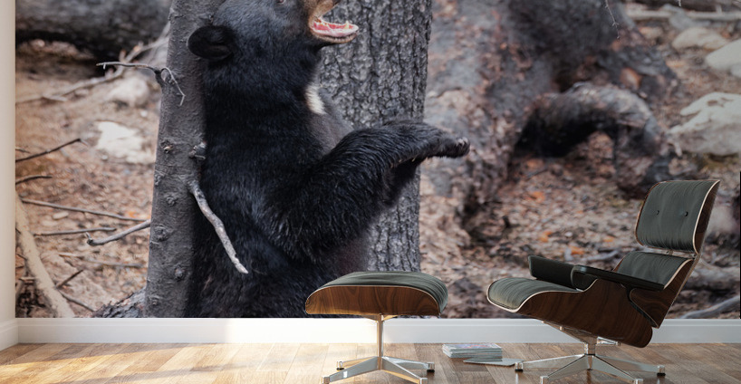 Black Bear Wall Murals