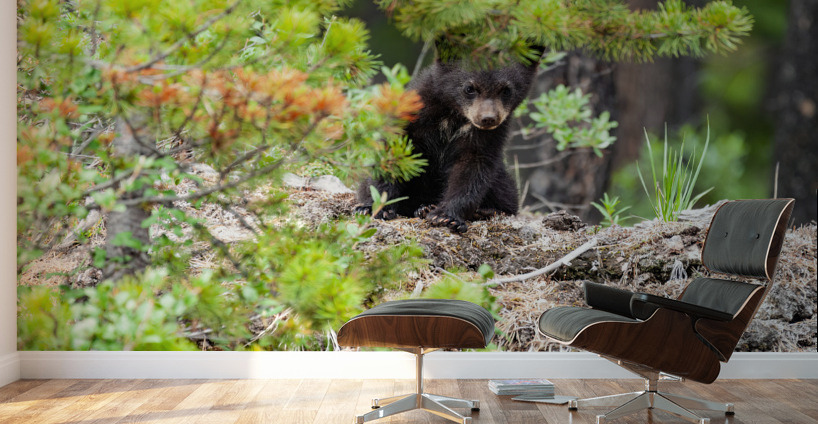 Black Bear Cub Wall Murals