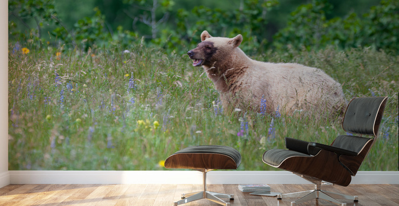 Black Bear Wall Murals