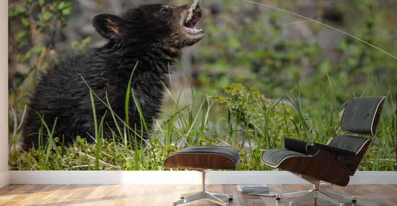 Black Bear Cub Wall Murals