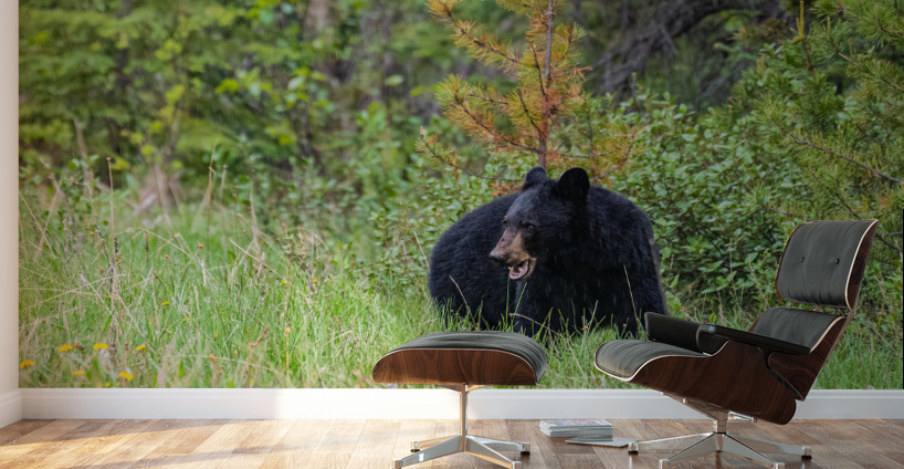 Black Bear Wall Murals